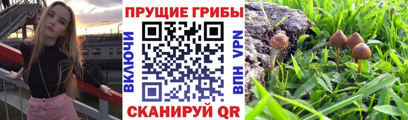 Галлюциногенные грибы Magic Shrooms Унеча